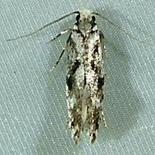 Nemapogon variatella