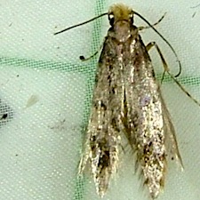 Homosetia marginimaculella