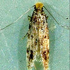 Homosetia marginimaculella