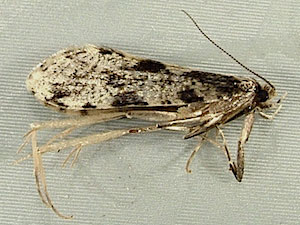 Morophagoides burkerella