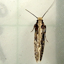 Monopis crocicapitella