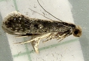 Monopis crocicapitella