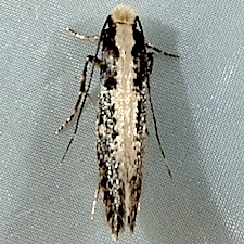 Monopis crocicapitella