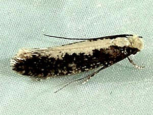 Monopis crocicapitella