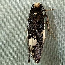 Monopis spilotella