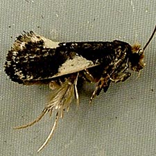 Monopis spilotella