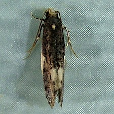 Monopis spilotella