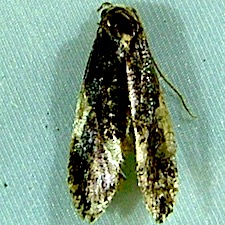 Monopis spilotella