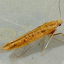 Caloptilia alnicolella