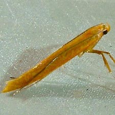 Caloptilia alnicolella