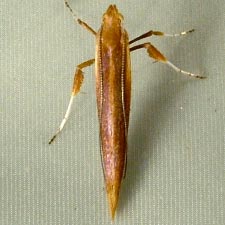 Caloptilia alnicolella