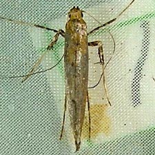 Caloptilia alnivorella