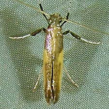 Caloptilia azaleella