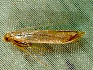 Caloptilia sanguinella