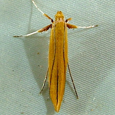 Caloptilia sanguinella