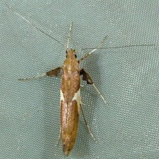 Caloptilia stigmatella