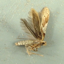 Caloptilia stigmatella