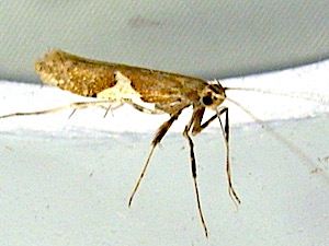 Caloptilia stigmatella