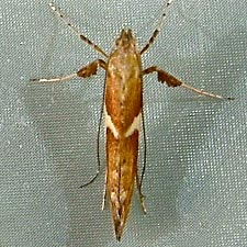 Caloptilia stigmatella