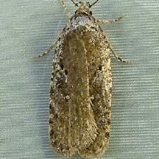 Agonopterix oregonensis