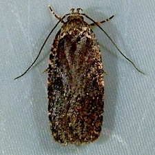 Agonopterix oregonensis