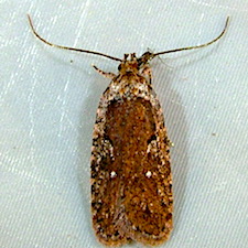 Agonopterix oregonensis