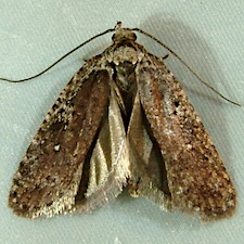 Agonopterix oregonensis