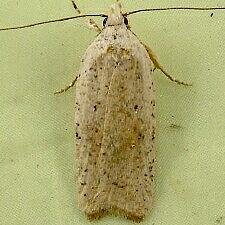 Agonopterix nervosa