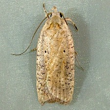 Agonopterix nervosa