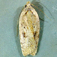 Agonopterix nervosa