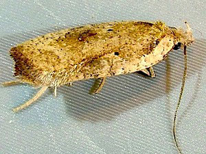 Agonopterix nervosa