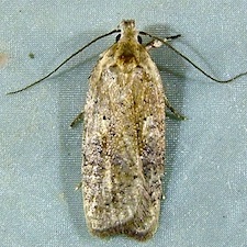 Agonopterix nervosa