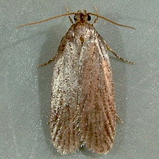 Depressaria daucella