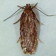 Depressaria daucella