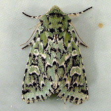 Feralia comstocki