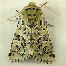 Feralia comstocki