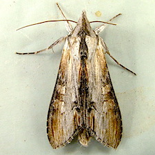 Cucullia montanae