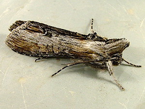 Cucullia montanae