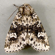 Melanchra adjuncta