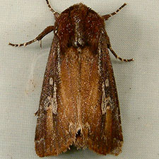 Melanchra picta