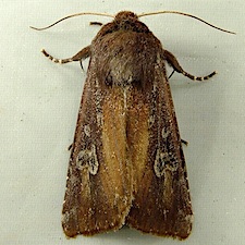 Melanchra picta