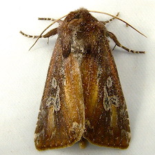 Melanchra picta