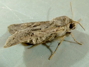 Lacanobia subjuncta