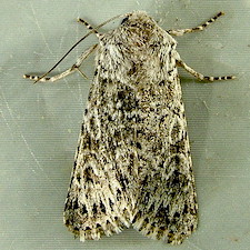 Psammopolia arietis