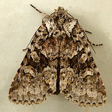 Lacinipolia cuneata