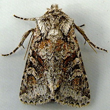 Lacinipolia cuneata