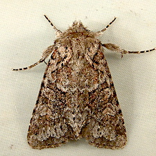 Lacinipolia cuneata