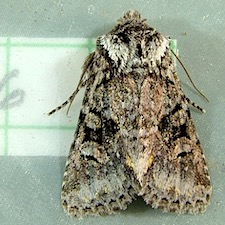 Lacinipolia cuneata