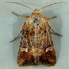 Lacinipolia stricta