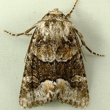 Lacinipolia davena